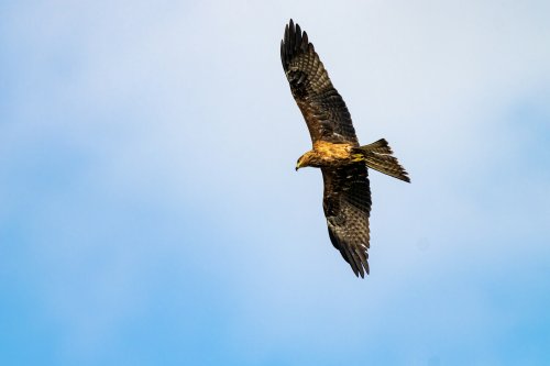 «La douleur était vive» : un parapentiste attaqué en plein vol par un aigle royal