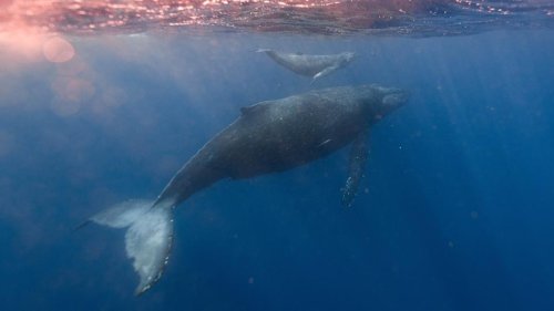 Australie : un mort et un blessé après une collision entre un bateau et une baleine