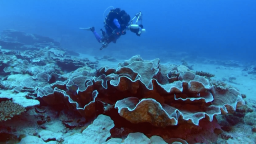 Tahiti : un récif de coraux exceptionnel a été découvert (Vidéo)