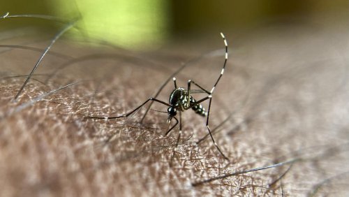 Dengue : un premier cas autochtone détecté en Corse