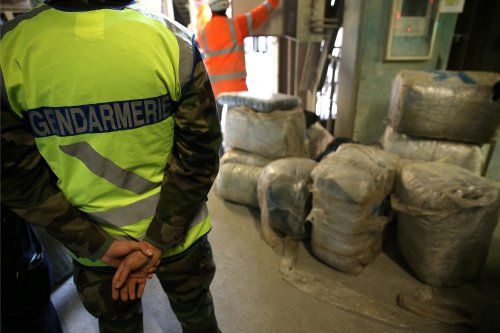 Var : un millier de plants de cannabis saisis par la gendarmerie