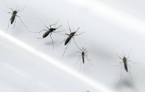 Voici ce qui attire le plus les moustiques dans une maison