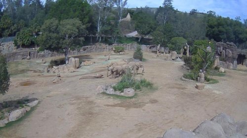 Séisme en Californie : l'incroyable réaction des éléphants du zoo de San Diego (vidéo)