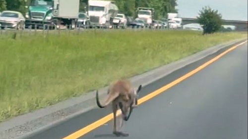 Runaway kangaroo temporarily shuts down highway in Alabama