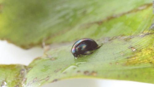 Eaten water beetles stay alive by escaping through the predator's anus