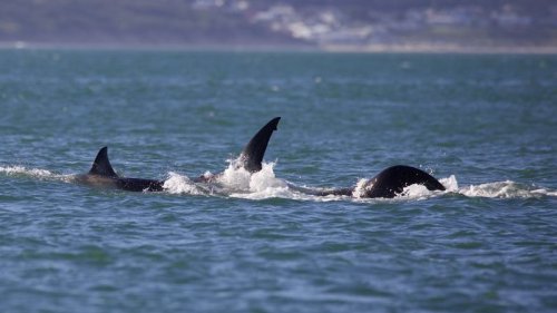 A lone orca slayed a great white in less than two minutes. Scientists say it could signal an ecological shift