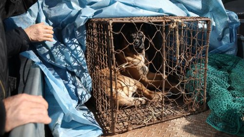 South Korea passes bill to ban eating dog meat, ending controversial practice as consumer habits change