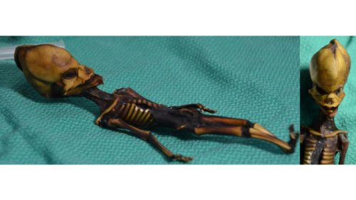 Researchers finally solve mystery of ‘alien’ skeleton