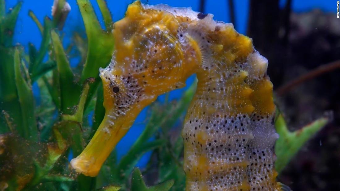 Scientist's crusade to protect seahorses