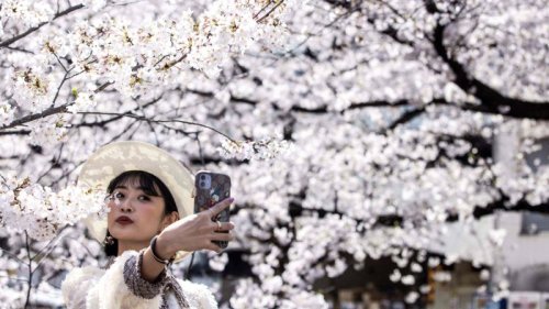 Japan just recorded its earliest cherry blossom bloom in 1,200 years. Scientists warn it’s a symptom of the larger climate crisis