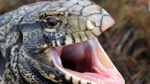 Black and white tegu lizard sighted for the first time in South Carolina