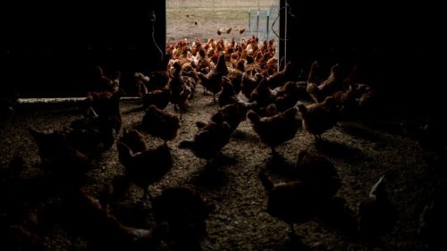 As bird flu continues to spread, Trump administration sidelines key pandemic preparedness office