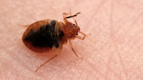 France launches bedbug hotline in campaign to stamp out the itchy menace