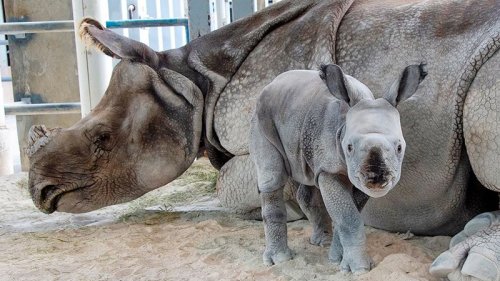 For the first time, a rare rhino was born by artificial insemination at the Miami zoo