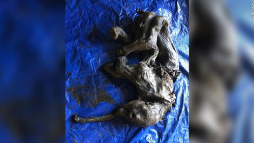 A 'near complete' mummified baby woolly mammoth was discovered in a Canadian gold field
