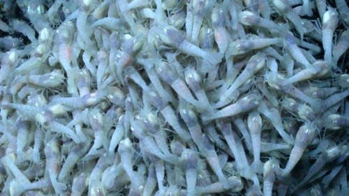 Extreme shrimp might hold clues to alien life, NASA says