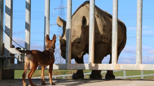 Meet the Welsh puppies that are stopping wildlife poachers in Africa