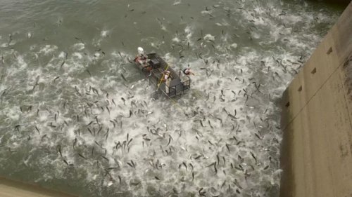 Kentucky is using ‘shocking’ boats to show just how bad its Asian carp problem is