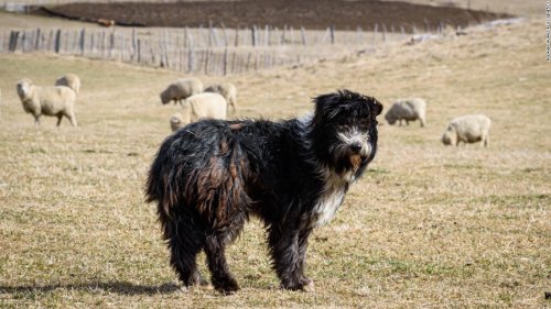 Shaggy fur, an important job and a link to an extinct breed: Meet a dog breed you've never heard of
