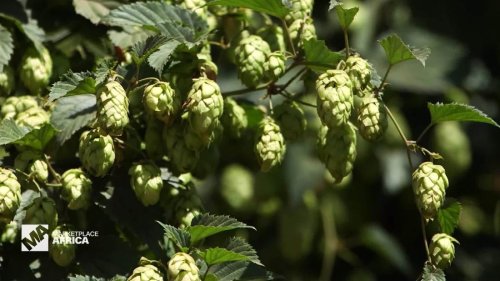 South Africa's hops industry