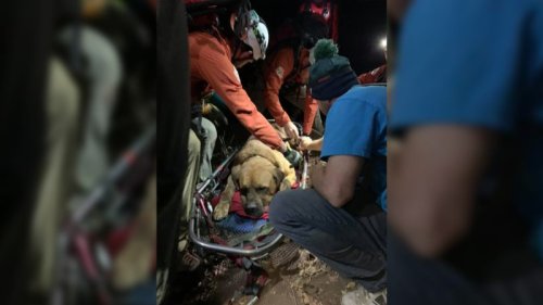 A massive mastiff had to be rescued after getting exhausted on a mountain hike