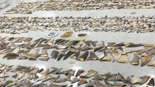 Nearly $1 million worth of shark fins seized by wildlife inspectors in Florida