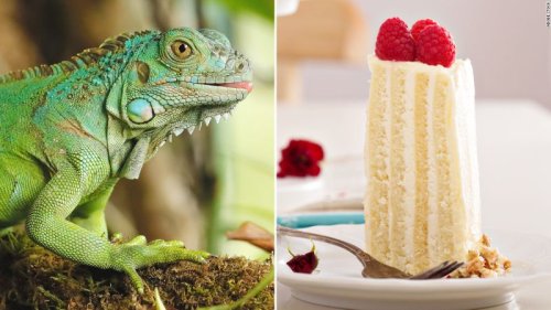 One iguana’s taste for cake leaves a young girl with a mysterious malady