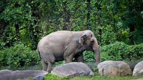 Court to decide whether Happy the elephant deserves basic human rights