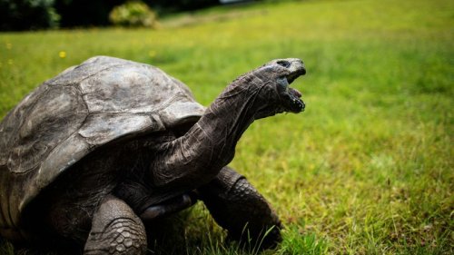 Jonathan the tortoise, world’s oldest land animal, celebrates his 190th birthday