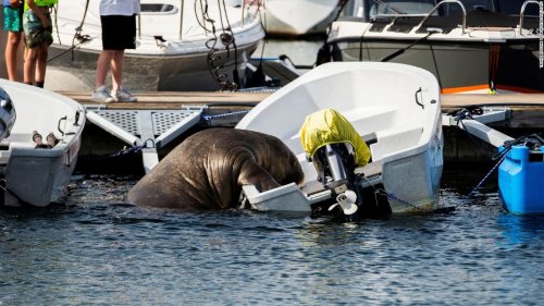 Norway euthanizes beloved 1,300-pound walrus named Freya