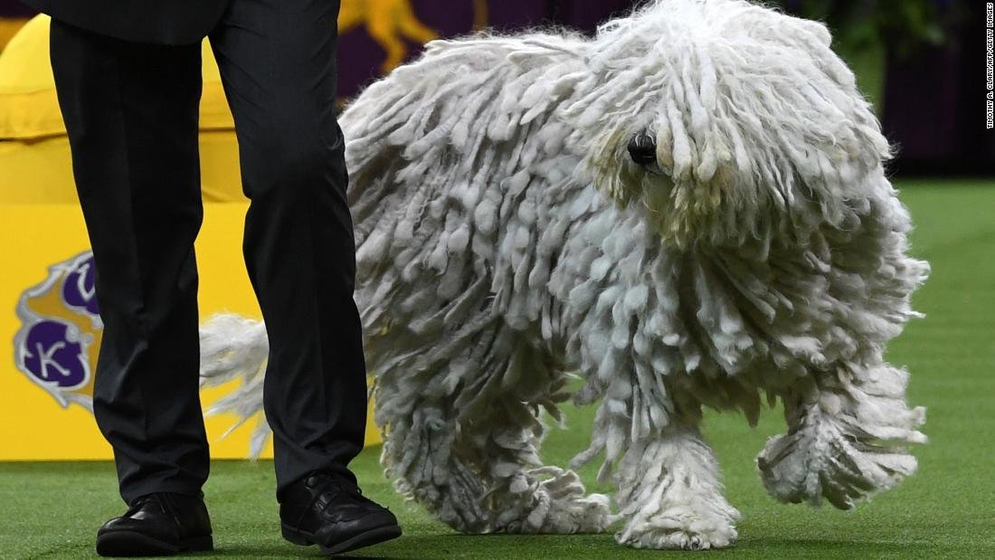 Dogs get ready to bow and wow at the Westminster dog show