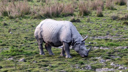 Good news: Greater one-horned rhino population is on the way up