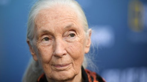 Jane Goodall is world-famous for her work with chimpanzees. Now her focus turns to a different crowd