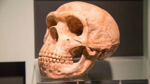 How Neanderthal DNA affects human health -- including the risk of getting Covid-19