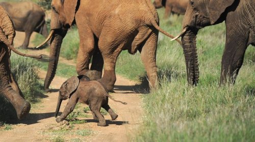 Elephant genes hold clues for fight against cancer, scientists say