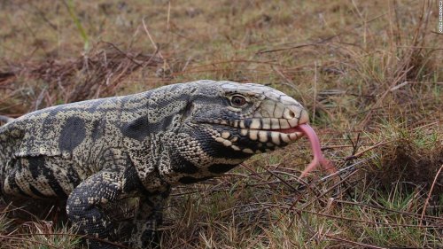 An invasive species of giant lizard has been making its way through the Southeast