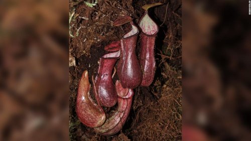 Carnivorous plant that traps prey underground is the 1st of its kind to be discovered