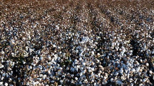 Cotton's plunge: Recession warning or just another market mess?
