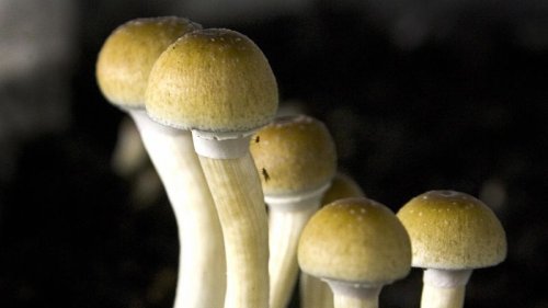 ‘Magic mushrooms’ help smokers quit, and other studies you missed