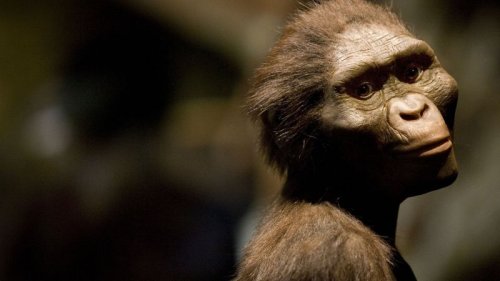 Don’t tell ‘Lucy,’ but modern-day apes may be smarter than our evolutionary ancestors, scientists say