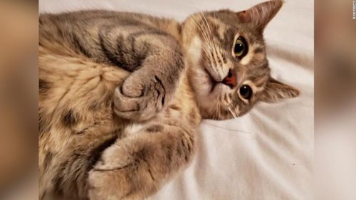 Mistaken identity: Canadian woman accidentally grabs cat that looks like hers