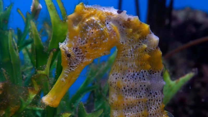 Scientist’s crusade to protect seahorses