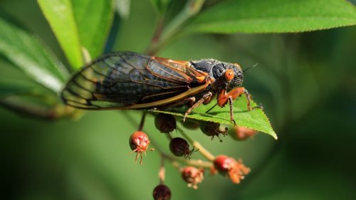 Billions of cicadas are set to appear in a rare ‘double brood emergence,’ scientists say