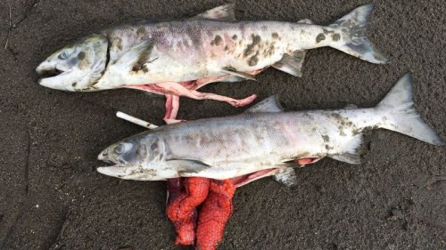 The water is so hot in Alaska it’s killing large numbers of salmon