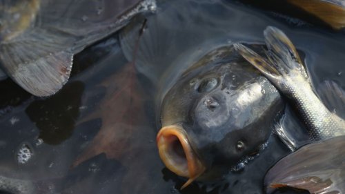 Australia wants to wipe out carp with herpes