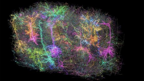 Scientists reveal advance in brain research once thought impossible