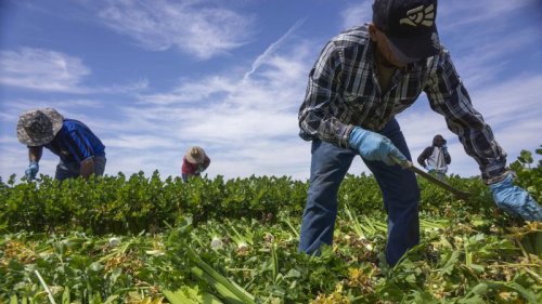 Grocery prices are high. Trump’s mass deportations could make matters worse