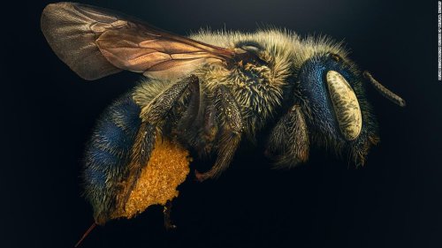 Extraordinary close-up images show insects as you've never seen them before