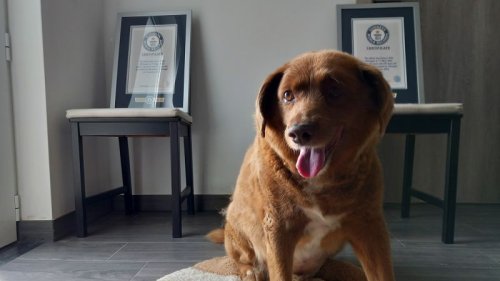 Bobi, named world’s oldest ever dog, loses title after investigation