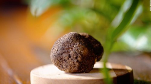 Only a few people knew about this rare truffle. Until now